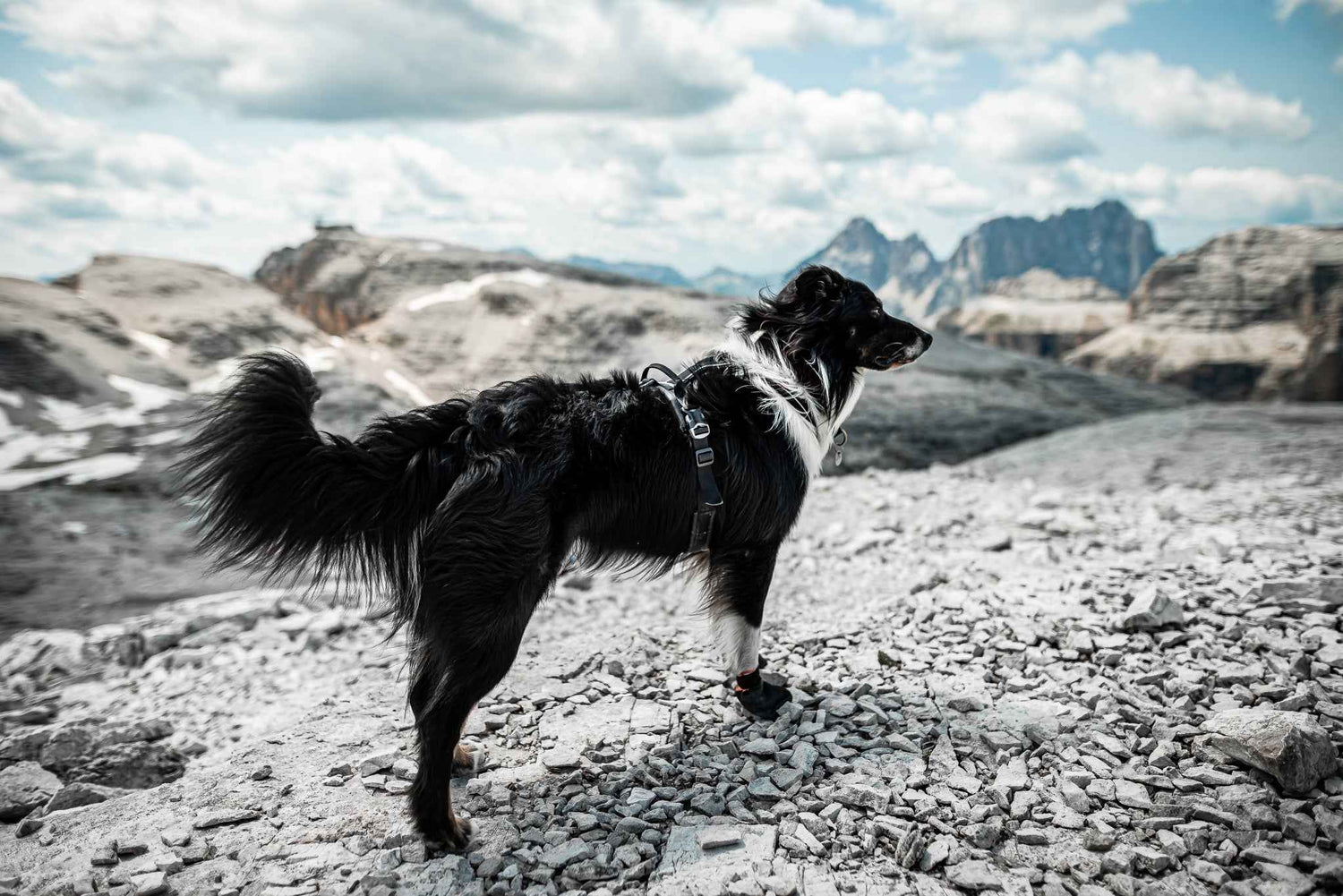 Non-stop dogwear Protector Booties - Dog Booties