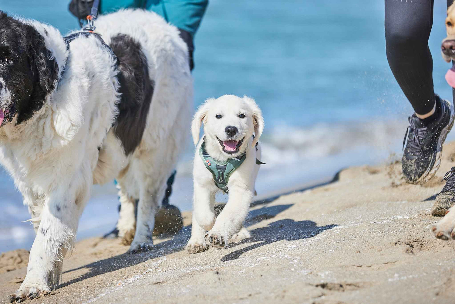 Non-Stop dogwear Ramble Harness on a puppy- Dog Harness
