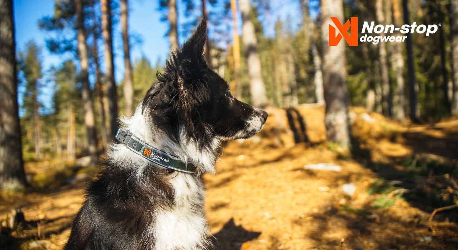 Dog wearing Non-stop Dogwear Roam Collar outdoors
