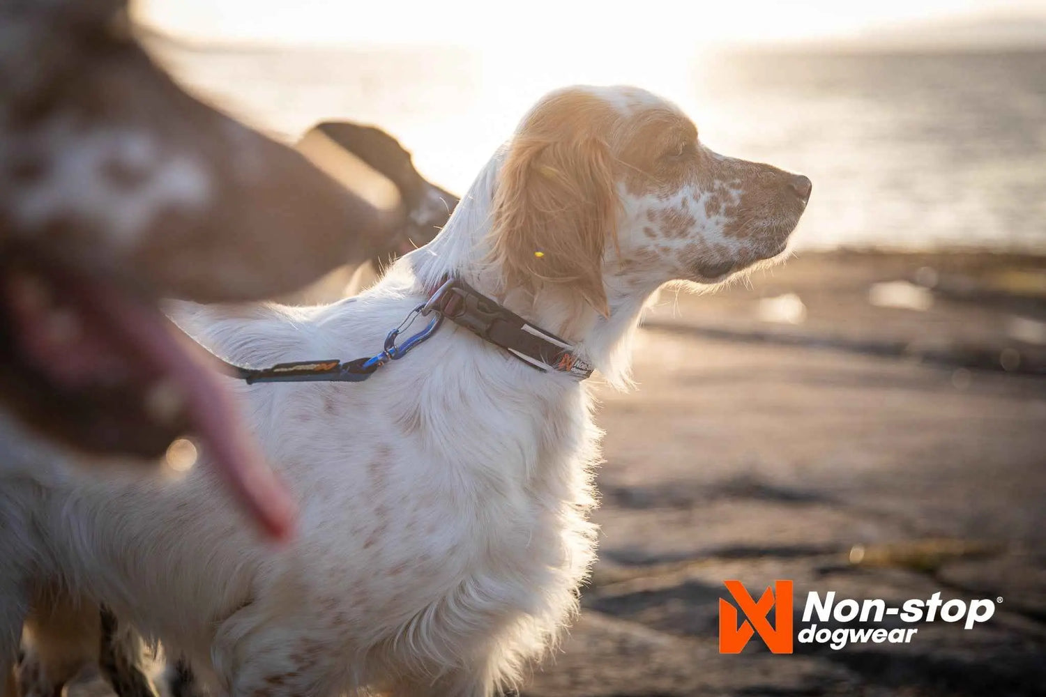 Non-stop Dogwear Roam Collar adjustable dog collar