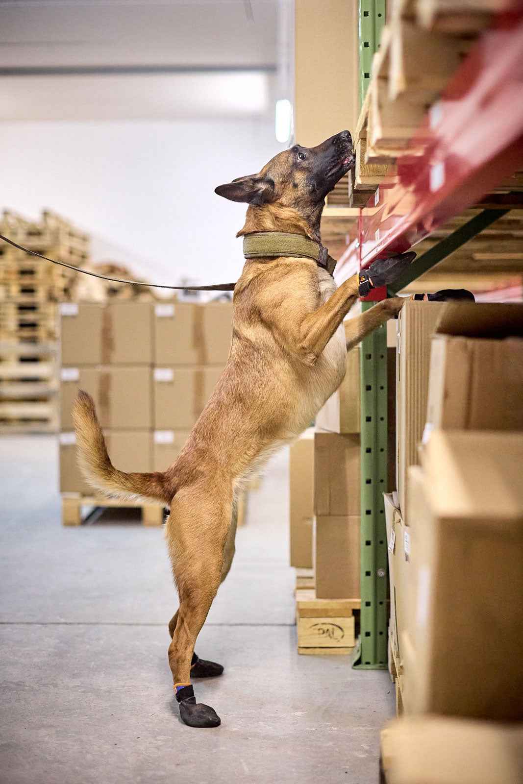Dog on a leash reaching up to a shelf in a warehouse setting