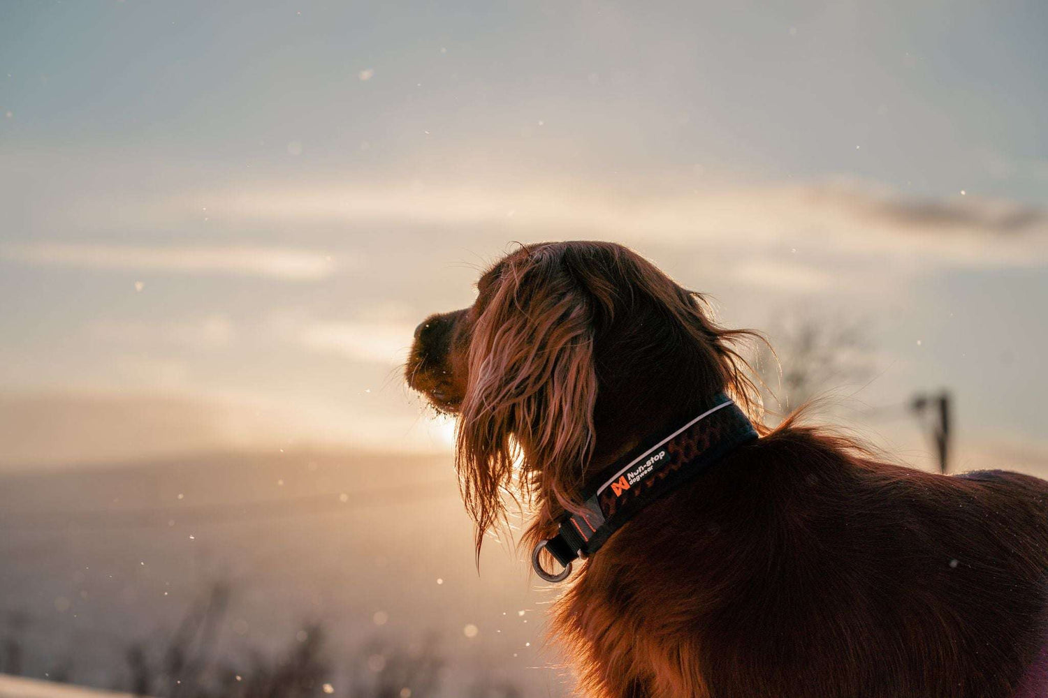 Non-stop dogwear Rock Adjustable Collar