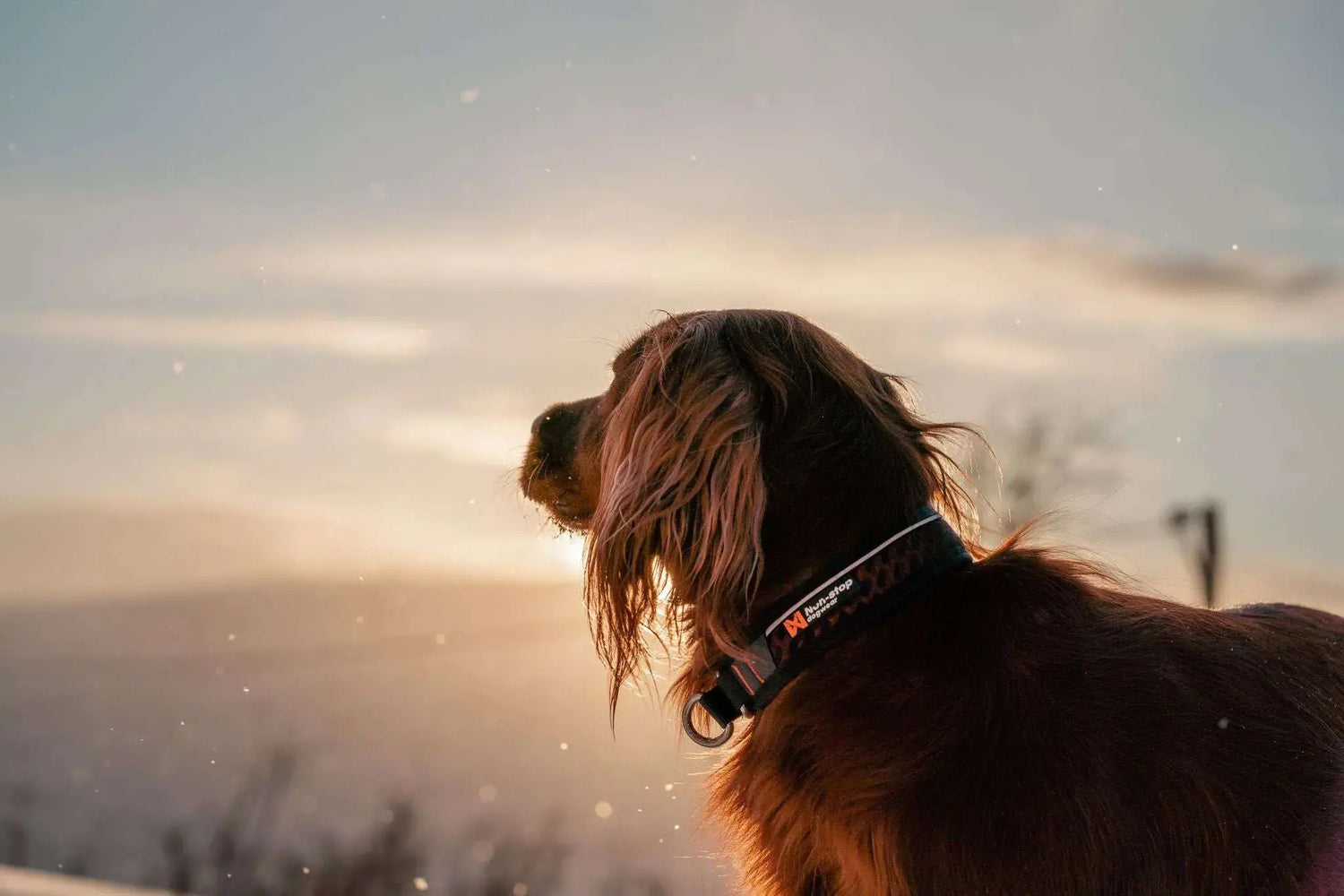 Non-stop Dogwear Rock adjustable collar reflective piping detail