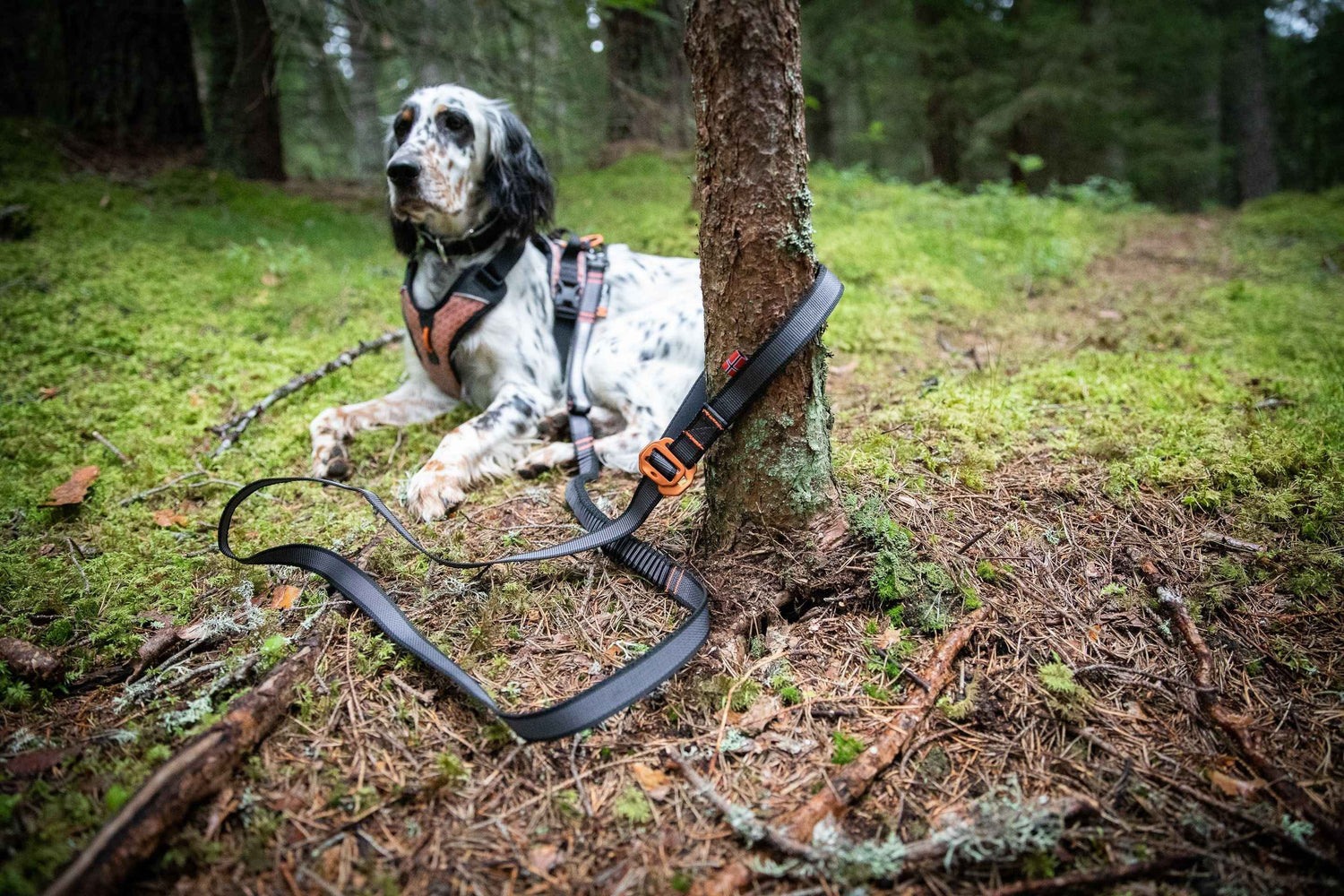 Non-stop dogwear Touring bungee adjustable