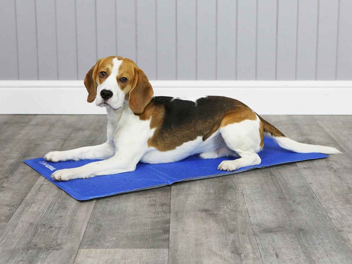 Beagle resting on George Barclay ClimaCOOL Self Cooling Dog Mat, designed for effective cooling during warm weather indoors.