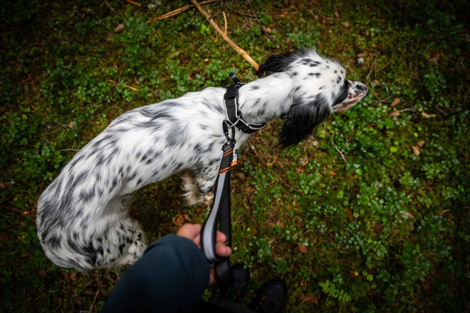 Non-stop dogwear Touring bungee adjustable