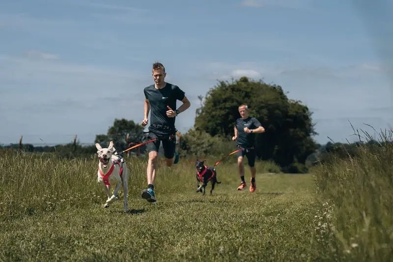 Canicross Gear Guide: How to Run With Your Dog Using the Right Equipment - Wiggle and Wag