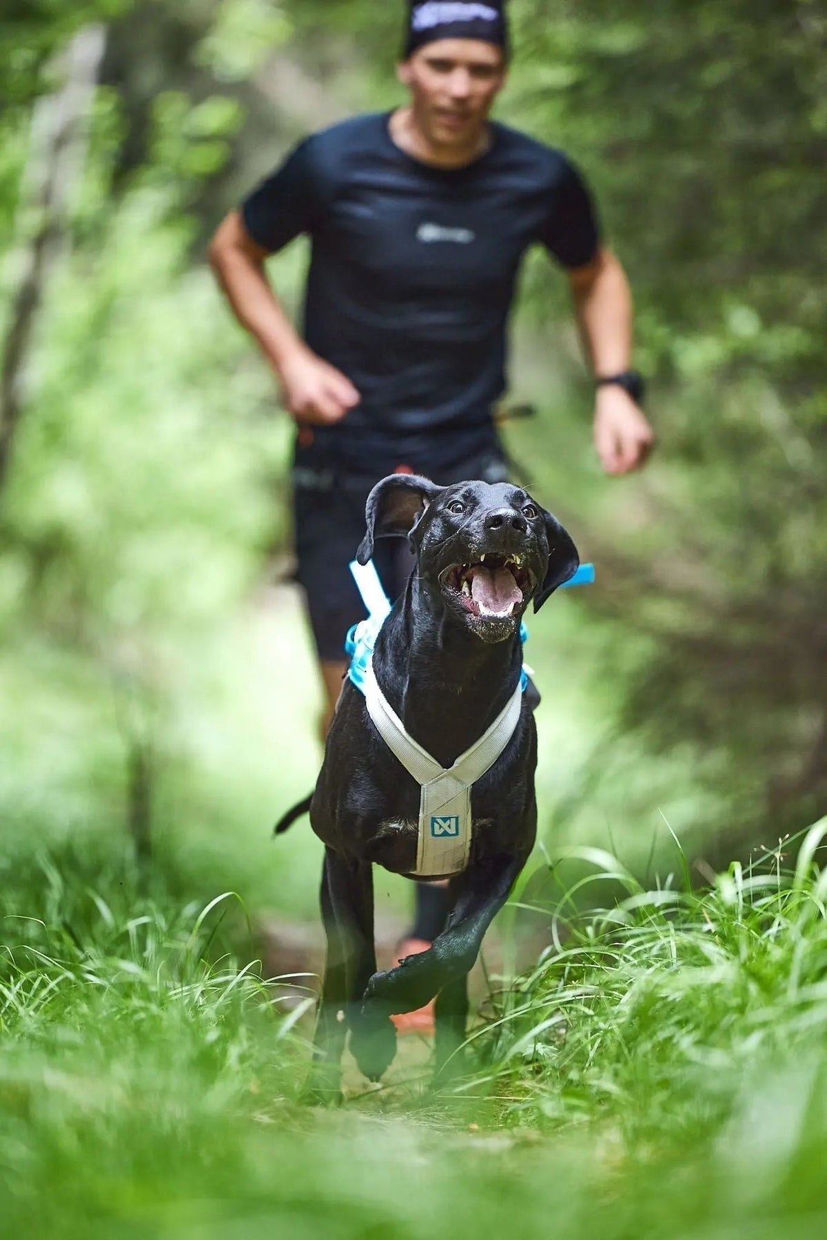 Choosing a Harness - Wiggle and Wag