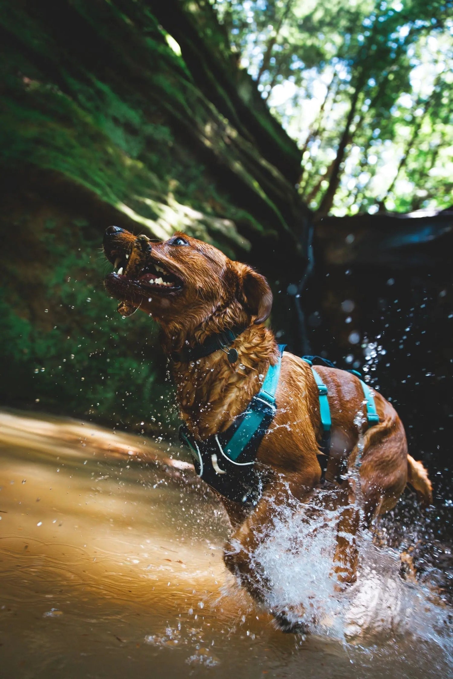 Ruffwear at Wiggle and Wag Frome - Wiggle and Wag