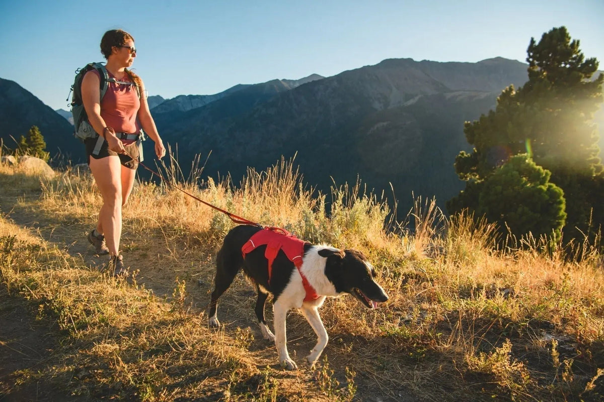 Ruffwear Dog Gear Guide: Choosing the Right Equipment for Outdoor Adventures - Wiggle and Wag