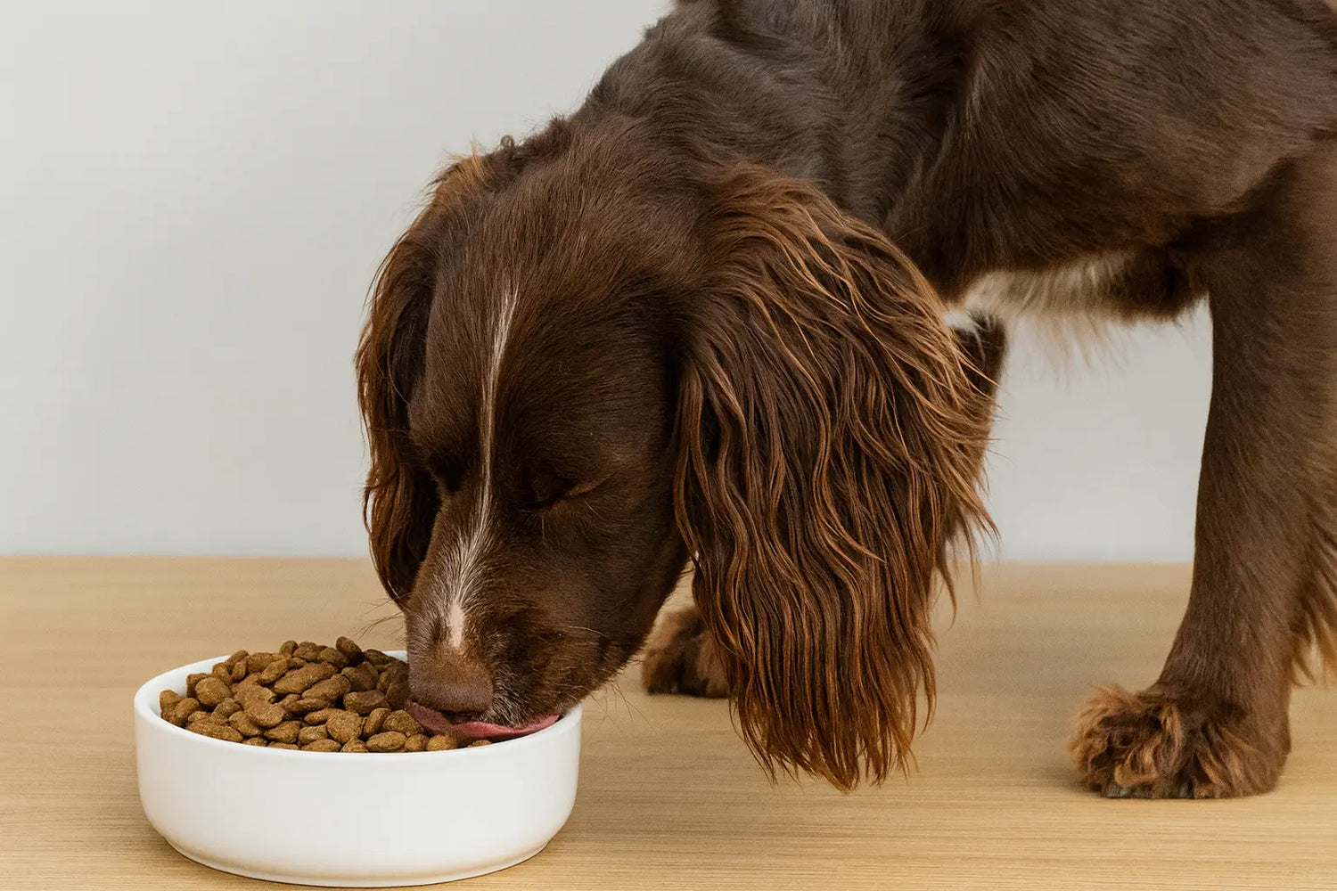 Nutritious Dog Food for All Breeds & Stages