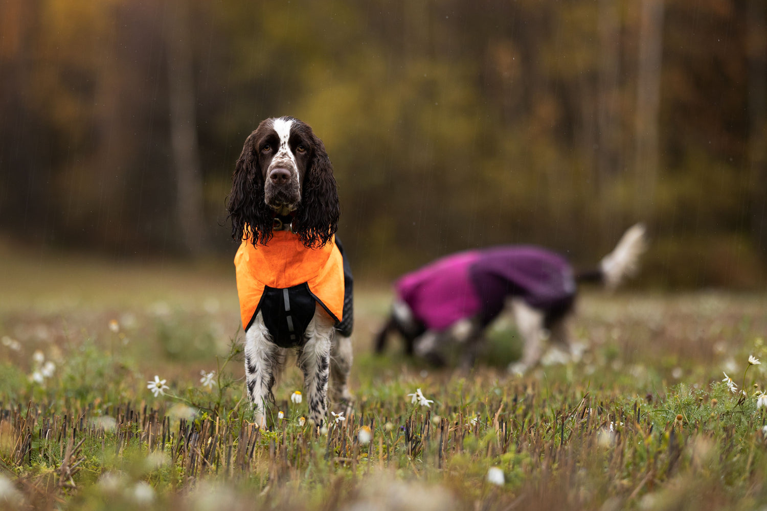 Non-stop dogwear Dog Jackets