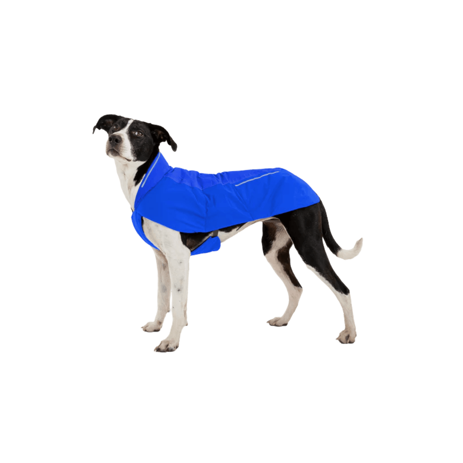 Dog wearing a blue coat on a white background