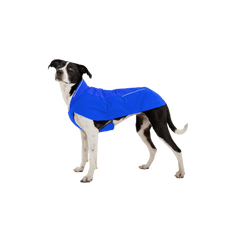 Dog wearing a blue coat on a white background