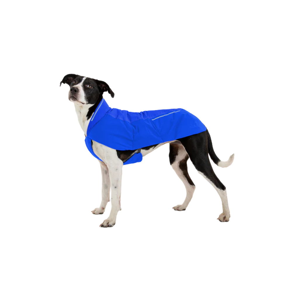 Dog wearing a blue coat on a white background