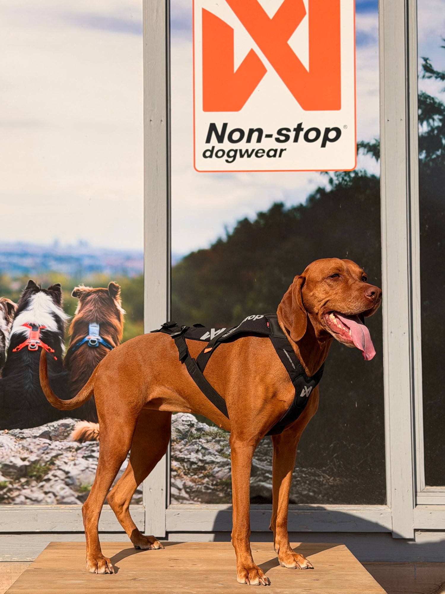 Non-stop dogwear Freemotion Harness Pro