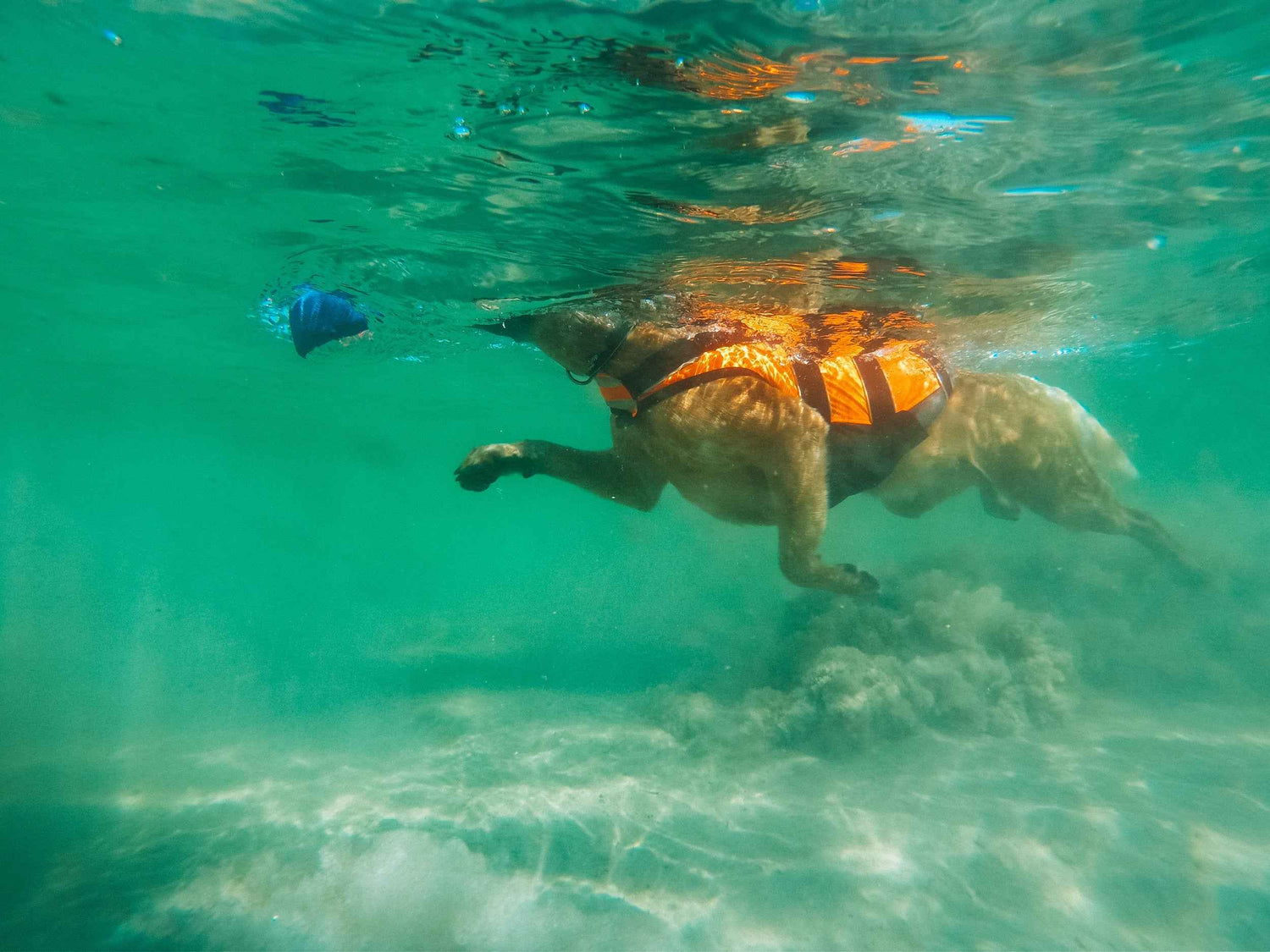 Non-stop dogwear Safe Life Jacket 2.0 - Life Jacket for Dogs