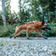 non-stop dogwear freemotion harness 5.0