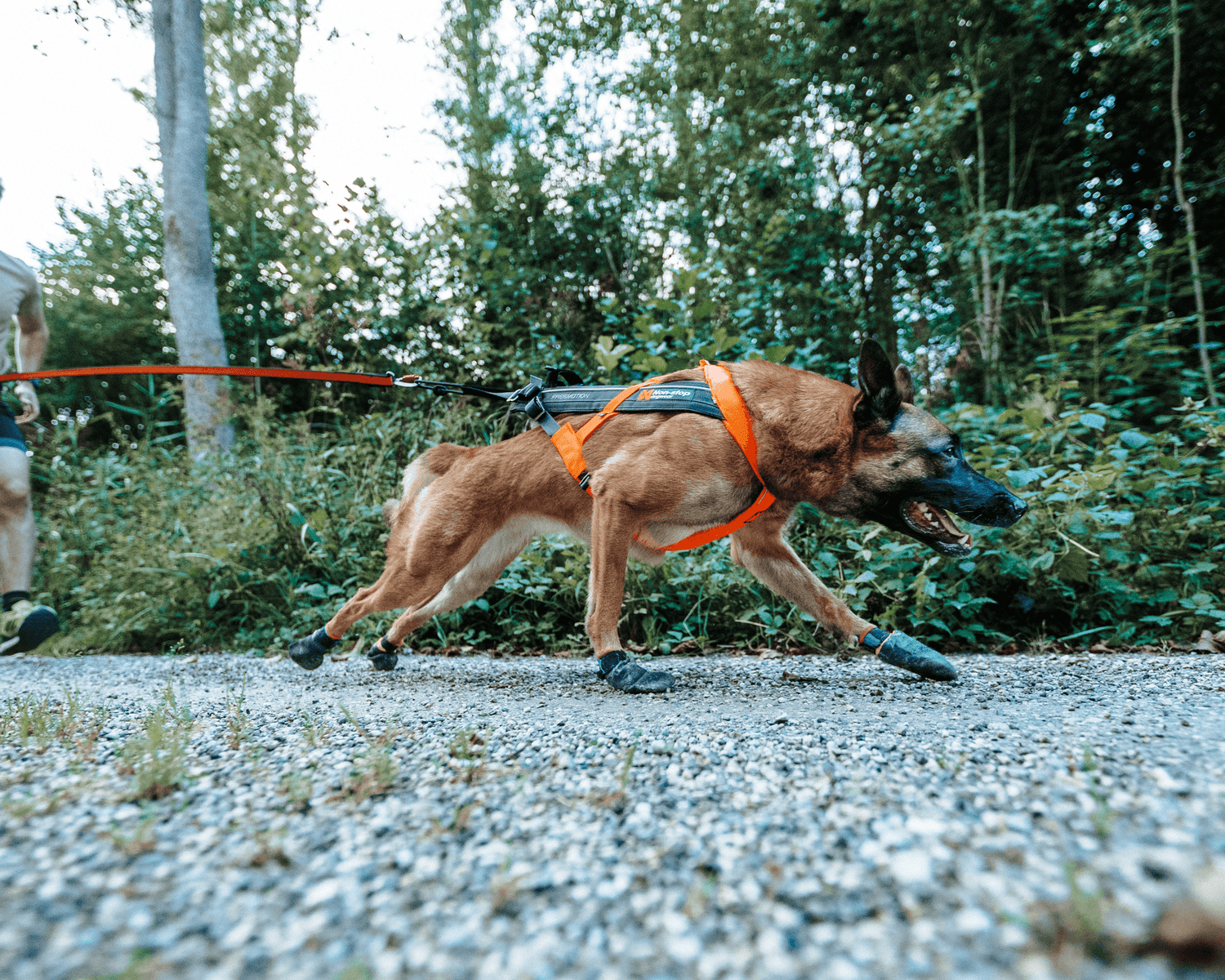 non-stop dogwear freemotion harness 5.0