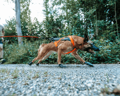 non-stop dogwear freemotion harness 5.0