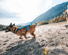 non-stop dogwear freemotion harness 5.0