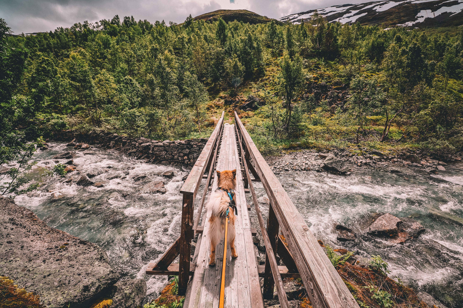 Dog crossing wooden bridge over river using Non-stop Dogwear Bungee Leash, perfect for hiking and outdoor exploration with secure control.