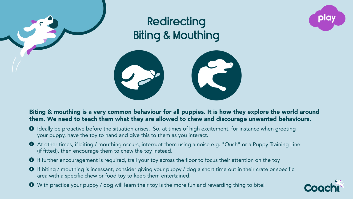 Training tips with CoA Coachi Reward Toys for recall, retrieve, and treat-based rewards to support dog training.