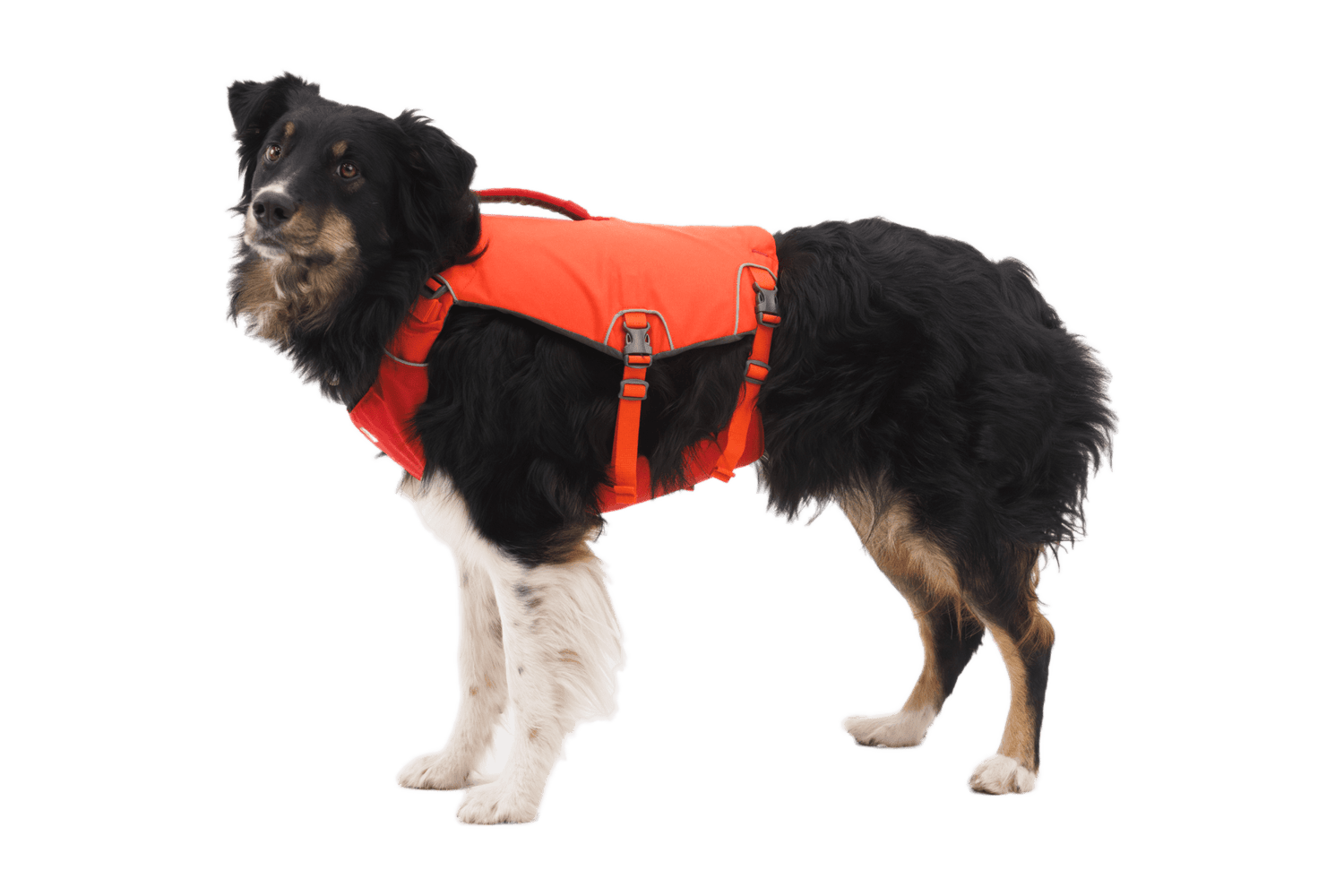 Black and white dog wearing the Ruffwear - Confluence Life Jacket, demonstrating secure fit and comfort for active water adventures.