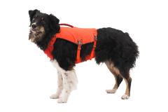 Black and white dog wearing the Ruffwear - Confluence Life Jacket, demonstrating secure fit and comfort for active water adventures.