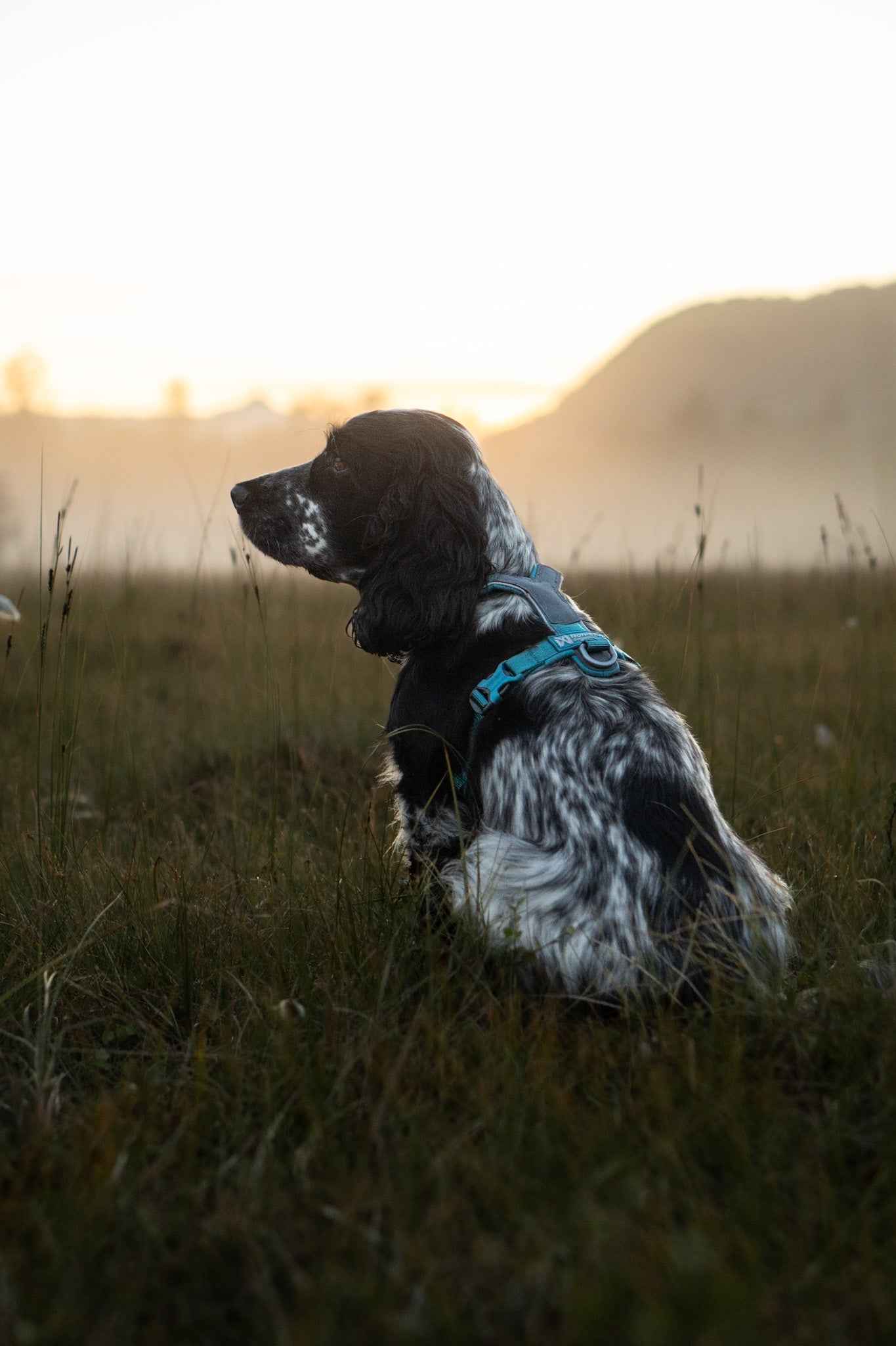 non-stop dogwear line harness 5.0