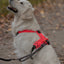 Non-Stop dogwear Ramble Harness - Dog Harness