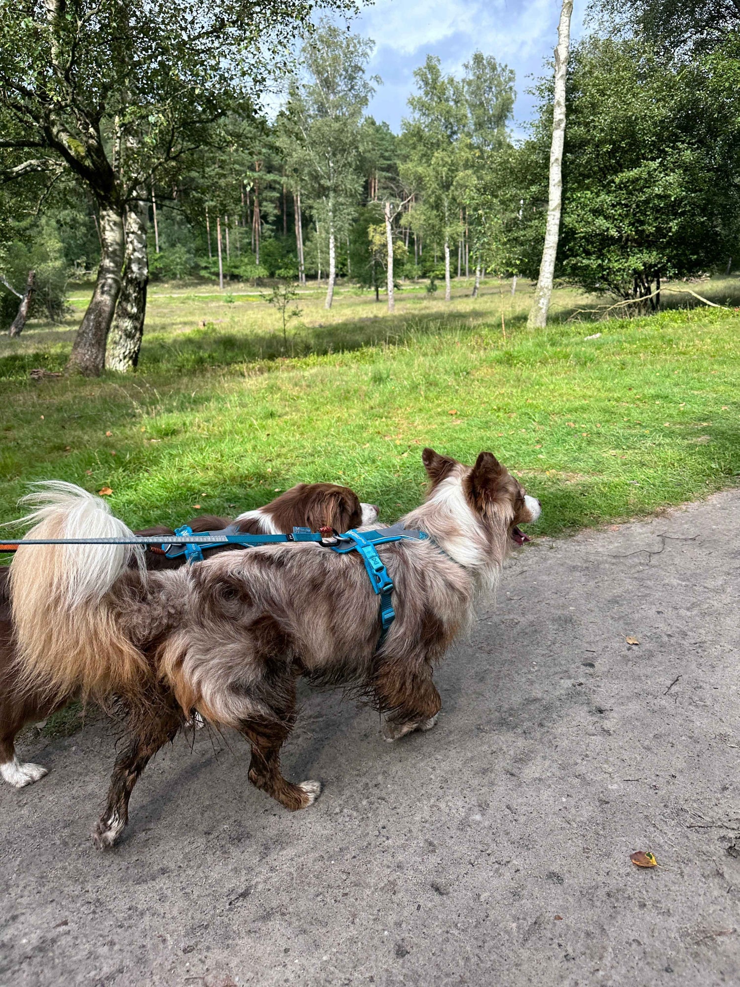 Turquoise Non-stop dogwear line harness 5.0