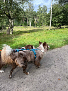 Turquoise Non-stop dogwear line harness 5.0