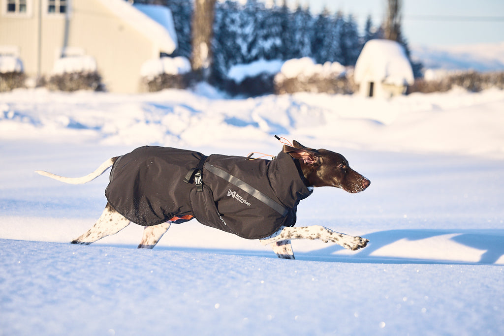 Non-stop dogwear Trekking Insulated Dog Jacket