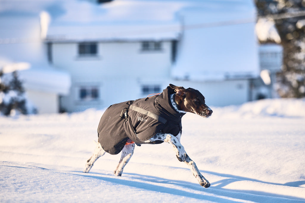 Non-stop dogwear Trekking Insulated Dog Jacket