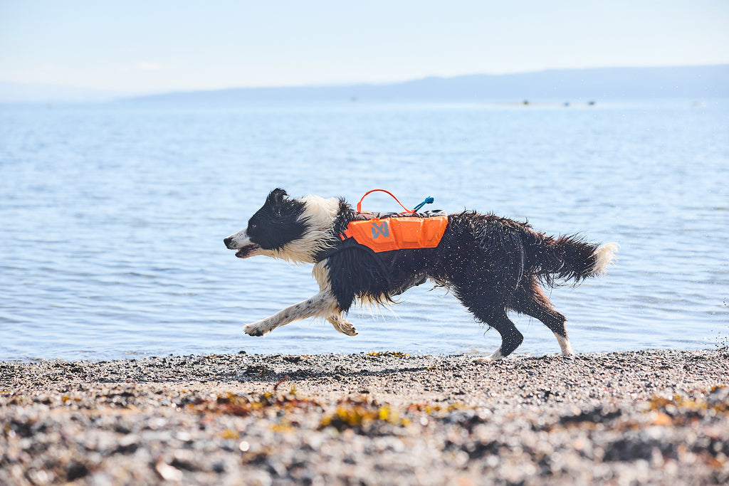 Non-stop dogwear Protector life jacket - Life Jacket for Dogs