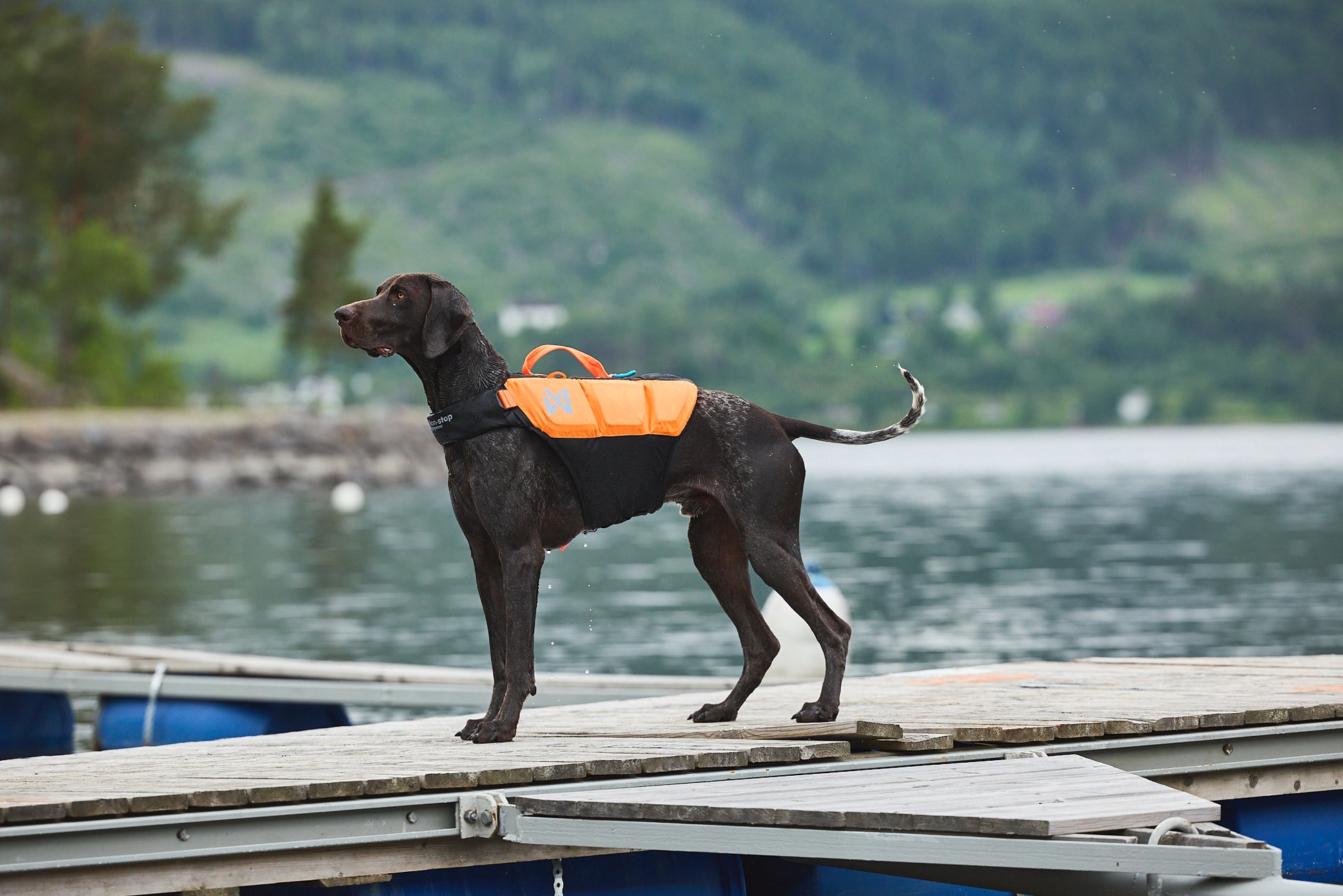 Non-stop dogwear Protector life jacket - Life Jacket for Dogs