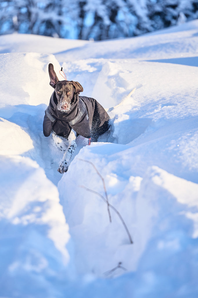 Non-stop dogwear Trekking Insulated Dog Jacket