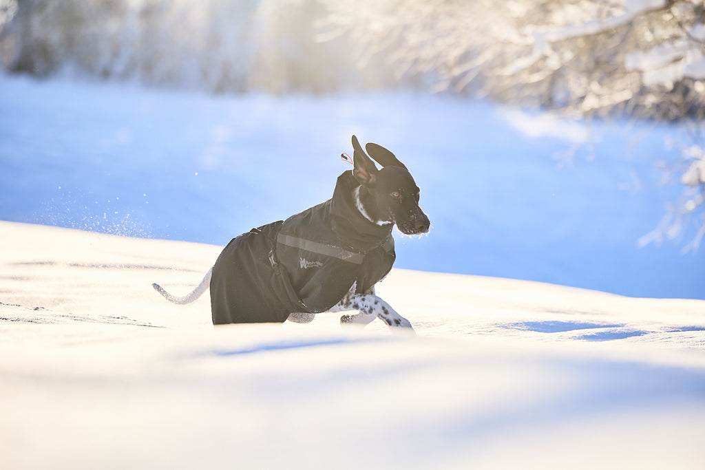 Non-stop dogwear Trekking Insulated Dog Jacket