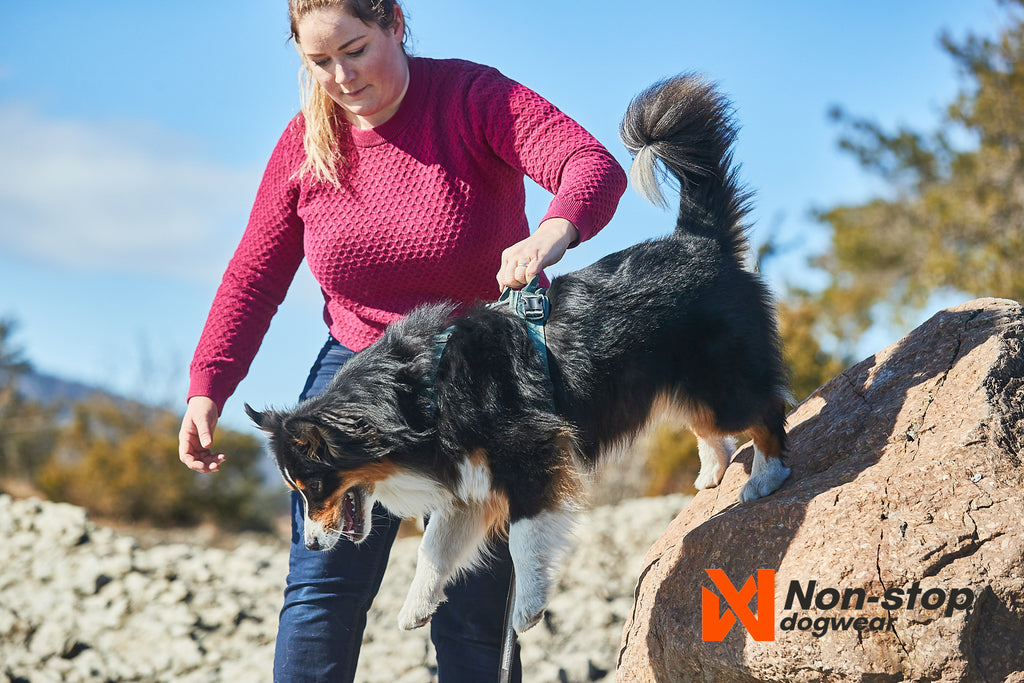 Non-Stop dogwear Ramble Harness being assisted with the handle - Dog Harness