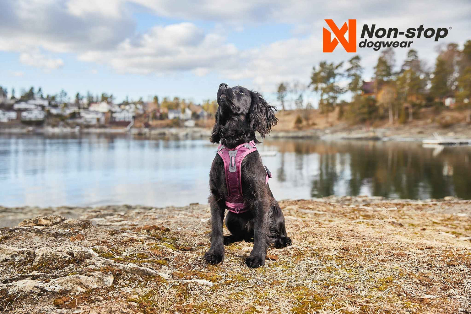 Non-Stop dogwear Ramble Harness on a black spaniel - Dog Harness
