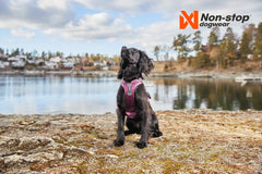 Non-Stop dogwear Ramble Harness on a black spaniel - Dog Harness
