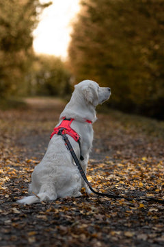 Non-Stop dogwear Ramble Harness on a golden retriever in the woods - Dog Harness