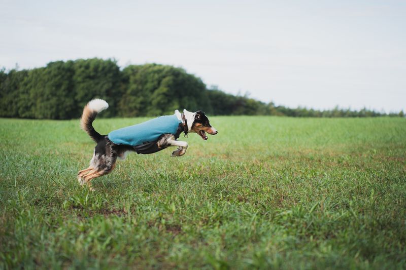 Trail quest fleece pullover on a dog