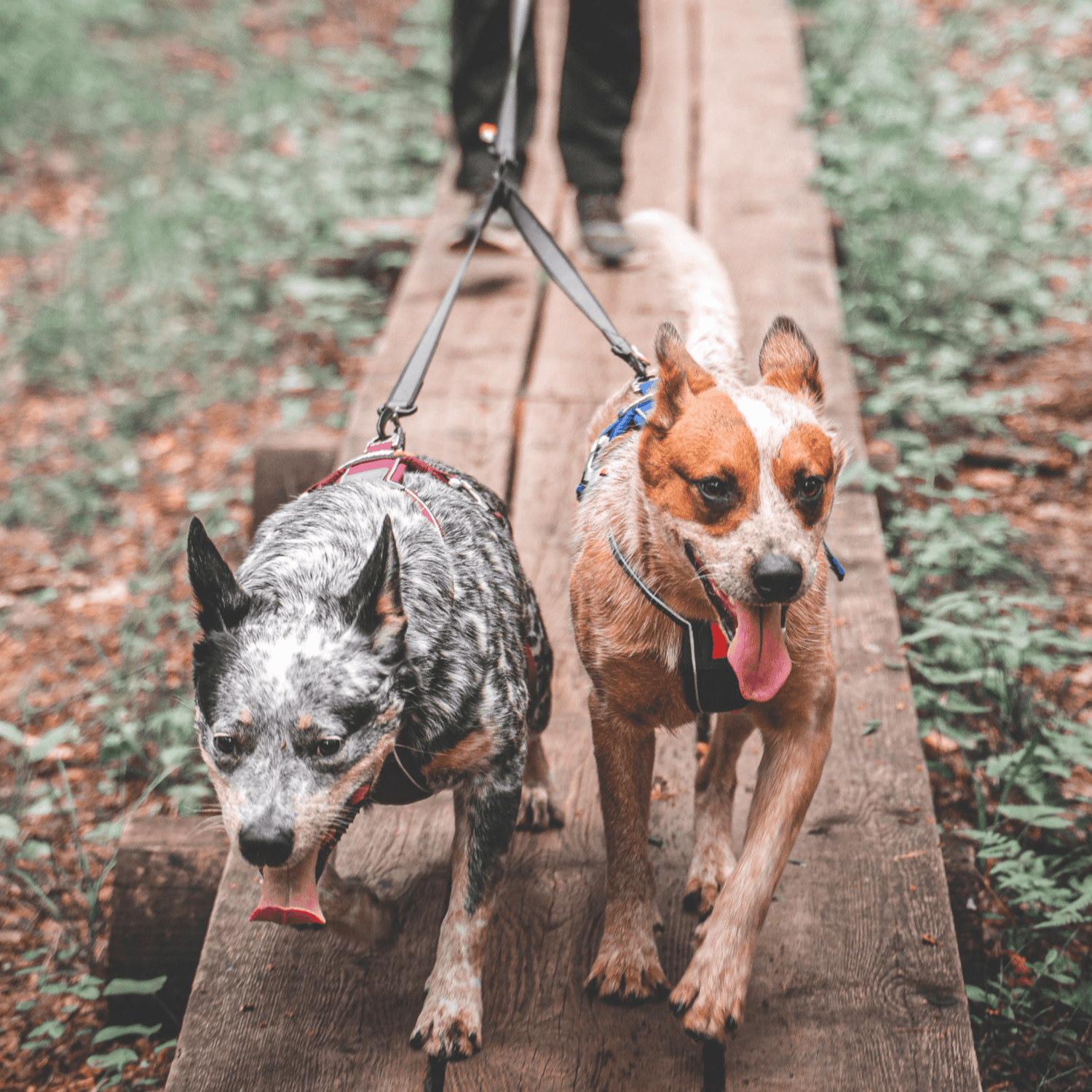 Non-Stop dogwear Touring Double