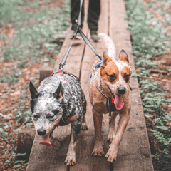 Non-Stop dogwear Touring Double