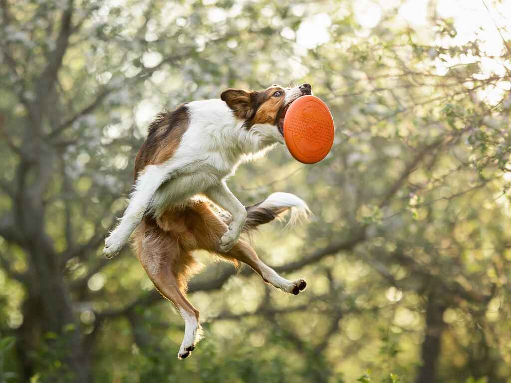 Dog leaping mid-air to catch the orange Non-stop Dogwear Dog Flying Disc in a wooded setting