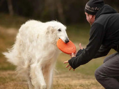 Handler presenting the orange flying disc to a large white dog during play