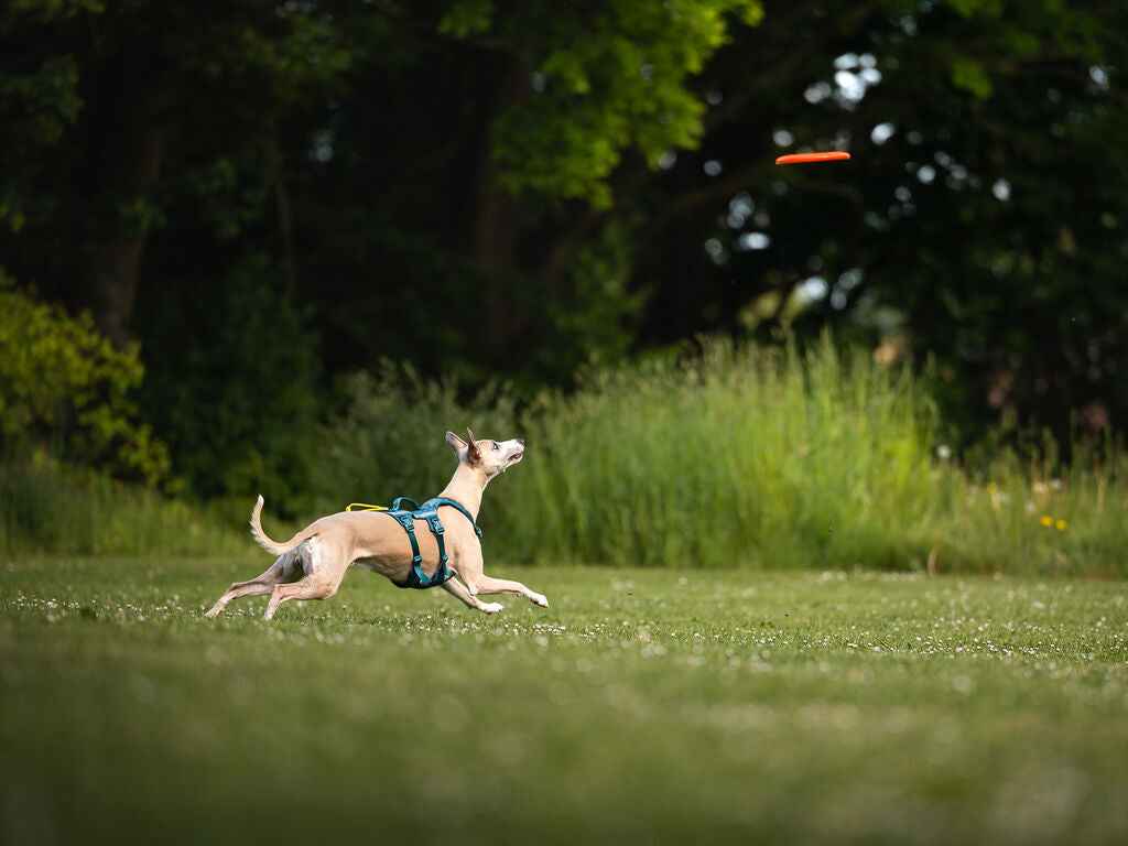 Dog sprinting across grass wearing a harness while chasing an orange flying disc