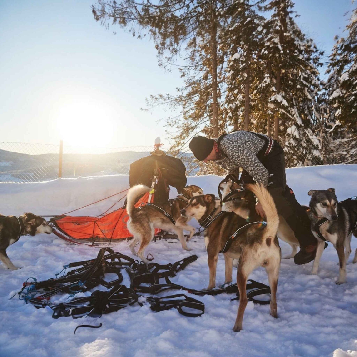 Mushing team preparing with Non-stop Dogwear Nansen nome harness 5.0 on sled dogs in snowy terrain, ideal for long-distance dog sledding.